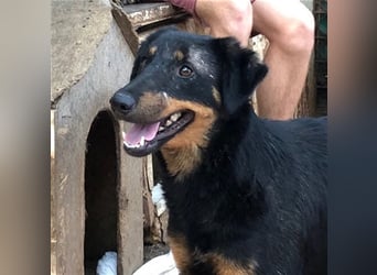 MAILA, sucht Menschen mit Herz (mit Videos!)