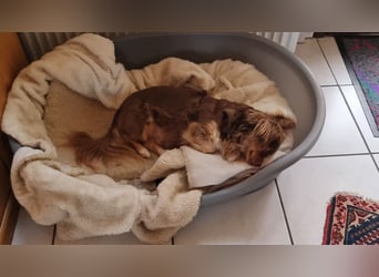 Winnie, Gnadenplatz gesucht, PS in 31633 Leese