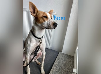 Pecas 05/2022 (in Deutschland) - frech, klug und bereit fürs Abenteuer!