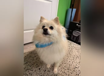 Monty SR – Schatz sucht Ruhe