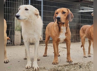 Wundervolle Vela sucht ihre Familie