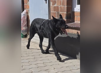 Tommy sucht das Abenteuer
