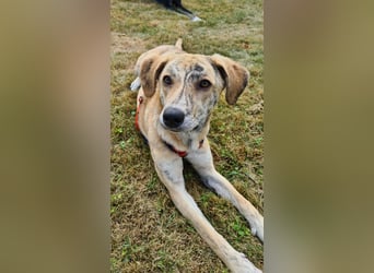 Pupcake Nala sucht ihre Familie
