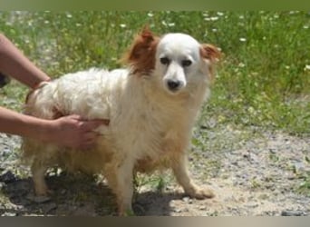 Fifi, eine von zwölf zurückgebliebenen Hunden sucht ein neues Zuhause