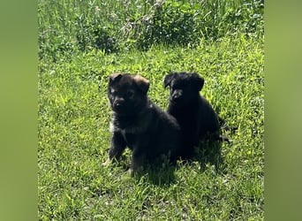 Sehr schöne  Schäferhund Welpen abzug.