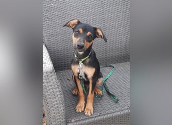 Hundewelpe Leno