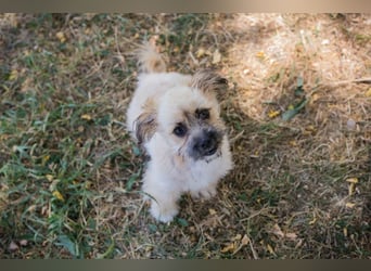 Welpe TOFFIE - wenn ich groß bin möchte ich ein richtiger Familienhund sein!