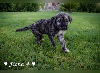 Fiona sucht ab Anfang August ein Zuhause
