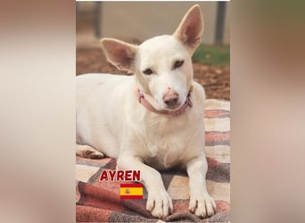 Ayren,geb.12/21,liebes Podenco-Mix Mädel sucht ihre Familie