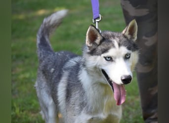 Lieber Huskyrüde FRED, ca. 08.2023 geboren, sucht Freunde dieser Rasse
