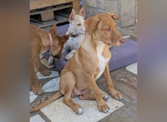 Santi sucht eine liebevolle Familie