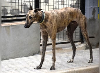 Polo2 geb. 05/2021 (ESP) - sehr lieber, freundlicher und kontaktfreudiger Galgo!