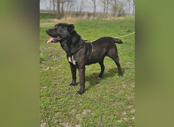 Belona - ehemalige Kettenhündin sucht menschliche Nähe