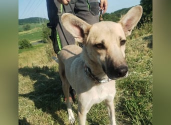 Lajka, Mischling