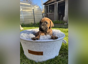 Rhodesian Ridgeback Welpen