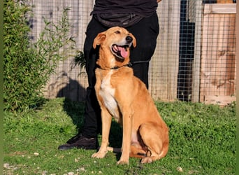 Mr John, Mix Labrador / Rafeiro Alentejano, lieb und verträglich