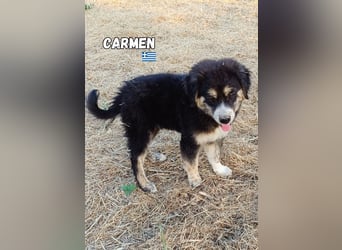 Carmen,geb.03/25,hübsches Hundemädel sucht ihre Familie