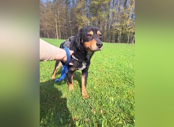 Duddi mittelgroßer Rüde Mischling Hund sucht Zuhause oder Pflegestelle
