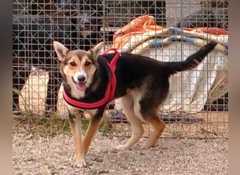 liebe Emma ist auf der Suche nach ihrem Zuhause