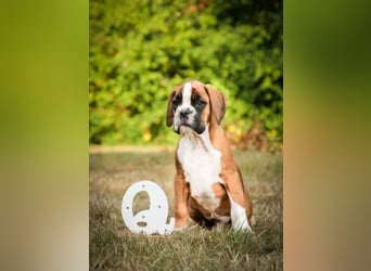 Boxerwelpen mit VHD Papiere