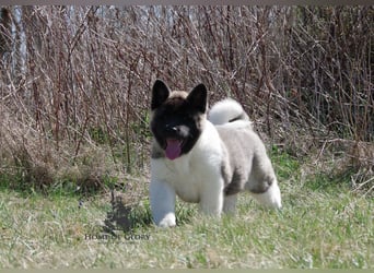 Echter reinrassiger American Akita Hündin