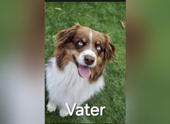 Australian Shepherd Welpen
