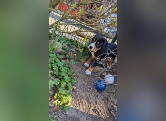 Große-Schweizer-Sennenhund-Welpen
