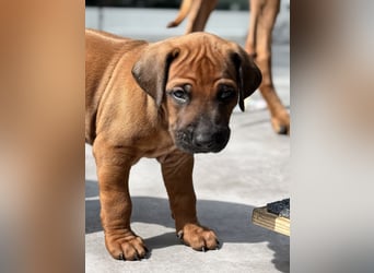 Rhodesian Ridgeback Welpen
