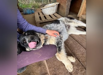 Leia, kleine Lakritznase sucht liebevolle Familie!