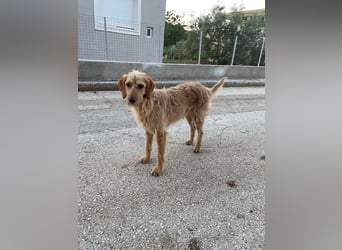 Kelly – Griffon Mix: sanfte Hundeseele sucht dringend ein Zuhause voller Liebe