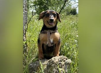 Kleine Riva sucht eine Familie