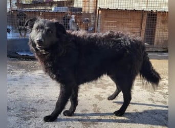 Duke ❤️ aufgeweckter, junger Kroat. Schäferhund-Mix-Bub!