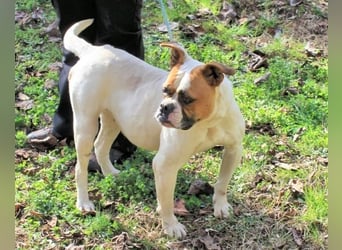 Nereida - Hübsche Bulldoggen-Dame sucht Sportpartner