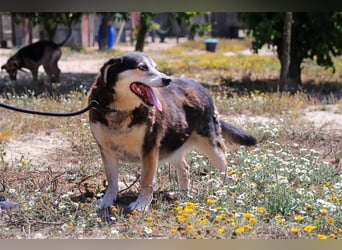 Tsuki, Mix Schäferhund / Berner Senne / Collie , lieb und verträglich