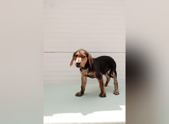 Jagdhund Mix Hugo
