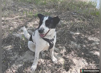 Frodo, pure Freude in schwarzweiß, PS in 86701 Rohrenfels