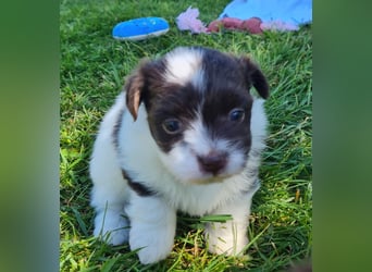 Bezaubernde Welpen aus Bolonka Zwetna und Pomeranian (Zwergspitz)