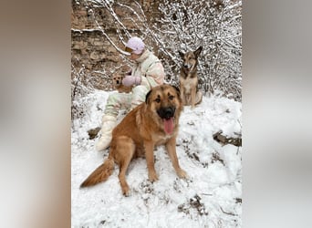 Grizzly sucht noch sein Zuhause