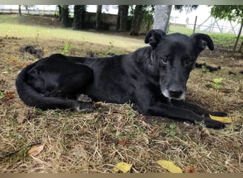 Miko ein unglücklicher Senior
