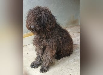 Benedek - so ein  toller Hund