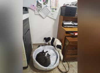 Die schüchterne Zseda sucht einfühlsame Menschen mit nette Hunden !