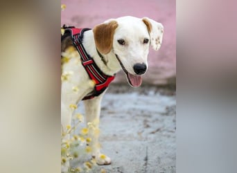ARCHIE - Ein Hund für alle Lebenslagen!
