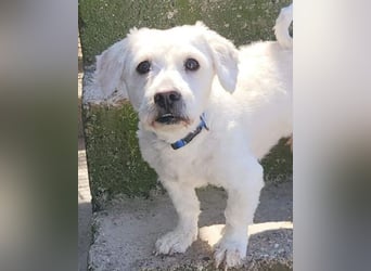Teddy ❤️ lieb, aktiv - Malteser-Mix Rüde