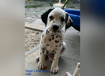Magic Little Spots - tolle Dalmatinerwelpen aus verantwortungsvoller VDH Zucht