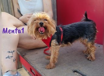 Menta1 geb. 03/19 (ESP Pflegestelle) - liebe, anhängliche und verschmuste Yorkshire-Terrier Hündin!