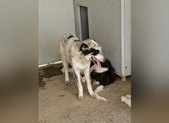 Mila: überfordert im Tierheim