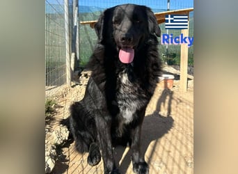 Ricky, geb 01/22 - süßer Schmusebär sucht seine Familie