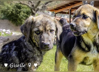 Gigi und Giselle suchen ein Zuhause