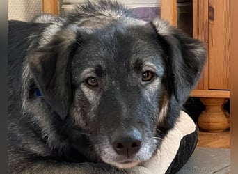 ♥ALITA♥ Pflegestelle dringend gesucht - wunderschöne, aufgeschlossene Herdenschutz-Mix-Hündin 59 cm