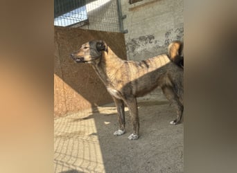 AVA, Hündin, 1,5 Jahre, 52 cm, Mischling, Tierschutz